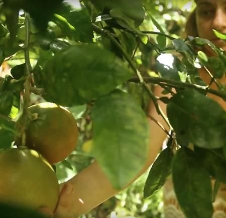 Pahoa Paradise Eco Village المظهر الخارجي الصورة
