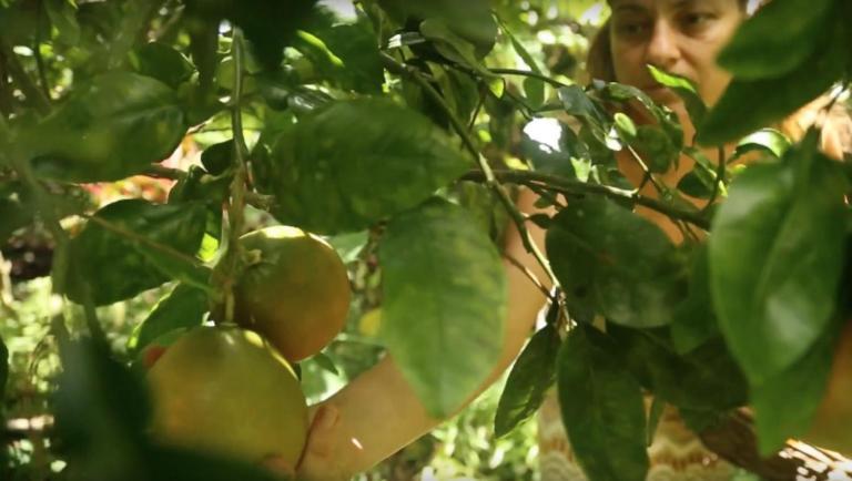 Pahoa Paradise Eco Village المظهر الخارجي الصورة