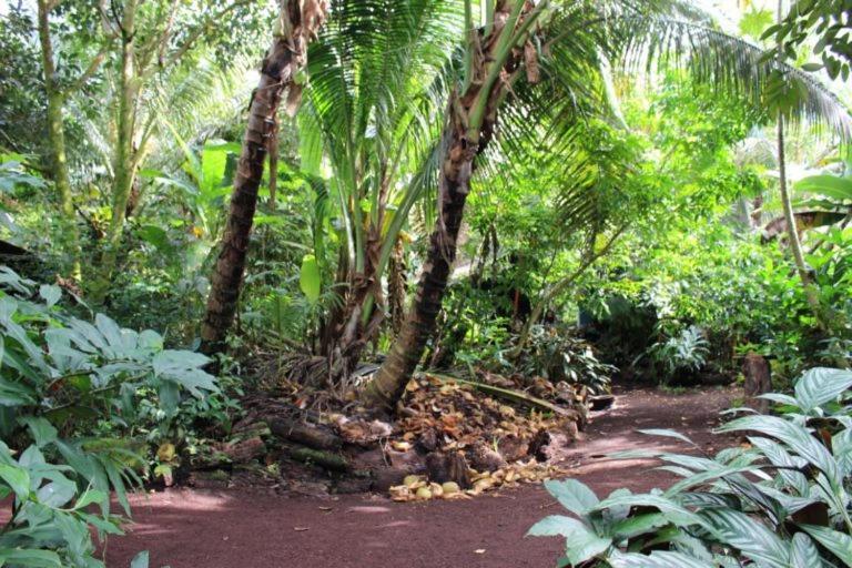 Pahoa Paradise Eco Village المظهر الخارجي الصورة
