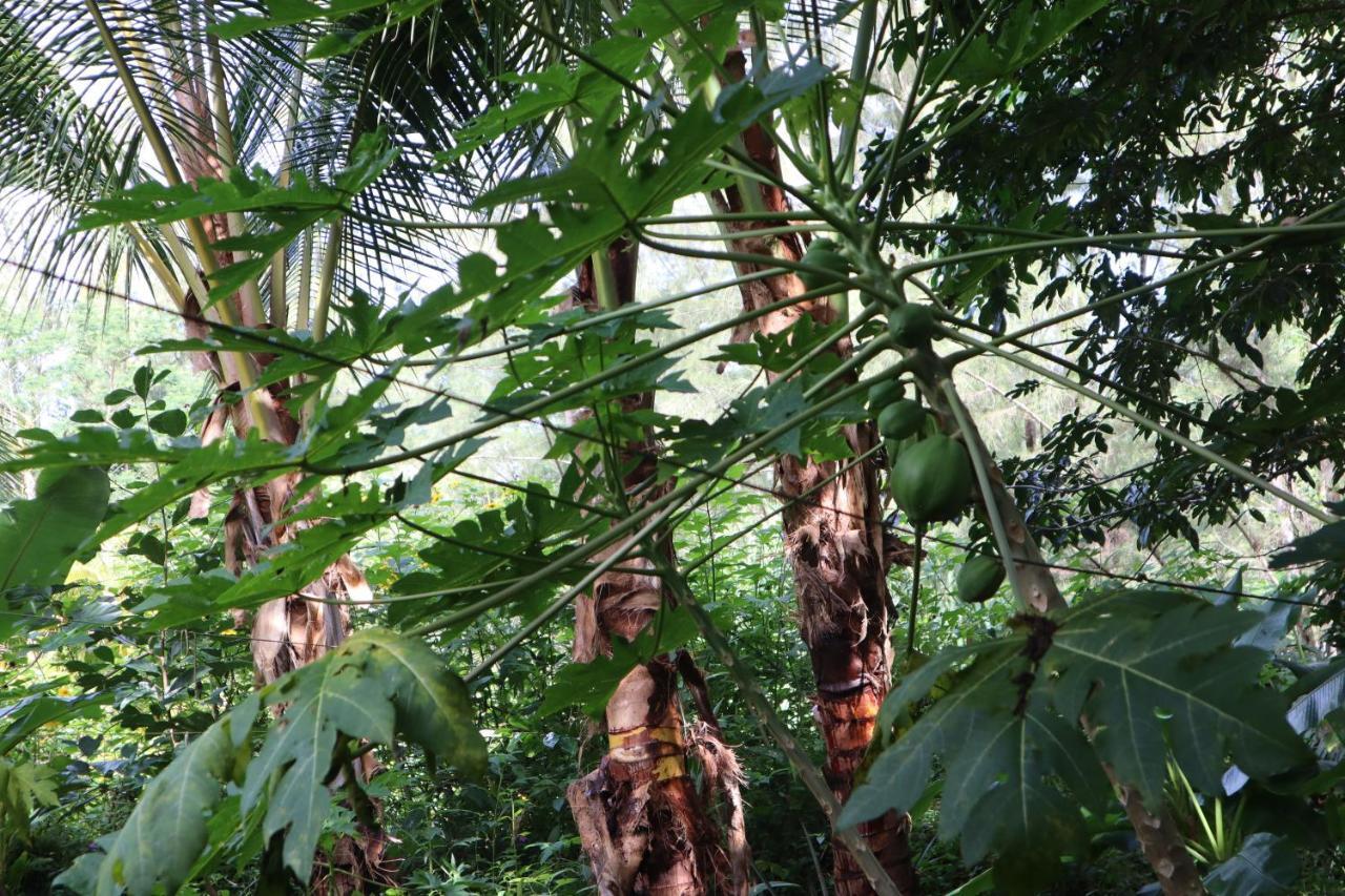 Pahoa Paradise Eco Village المظهر الخارجي الصورة
