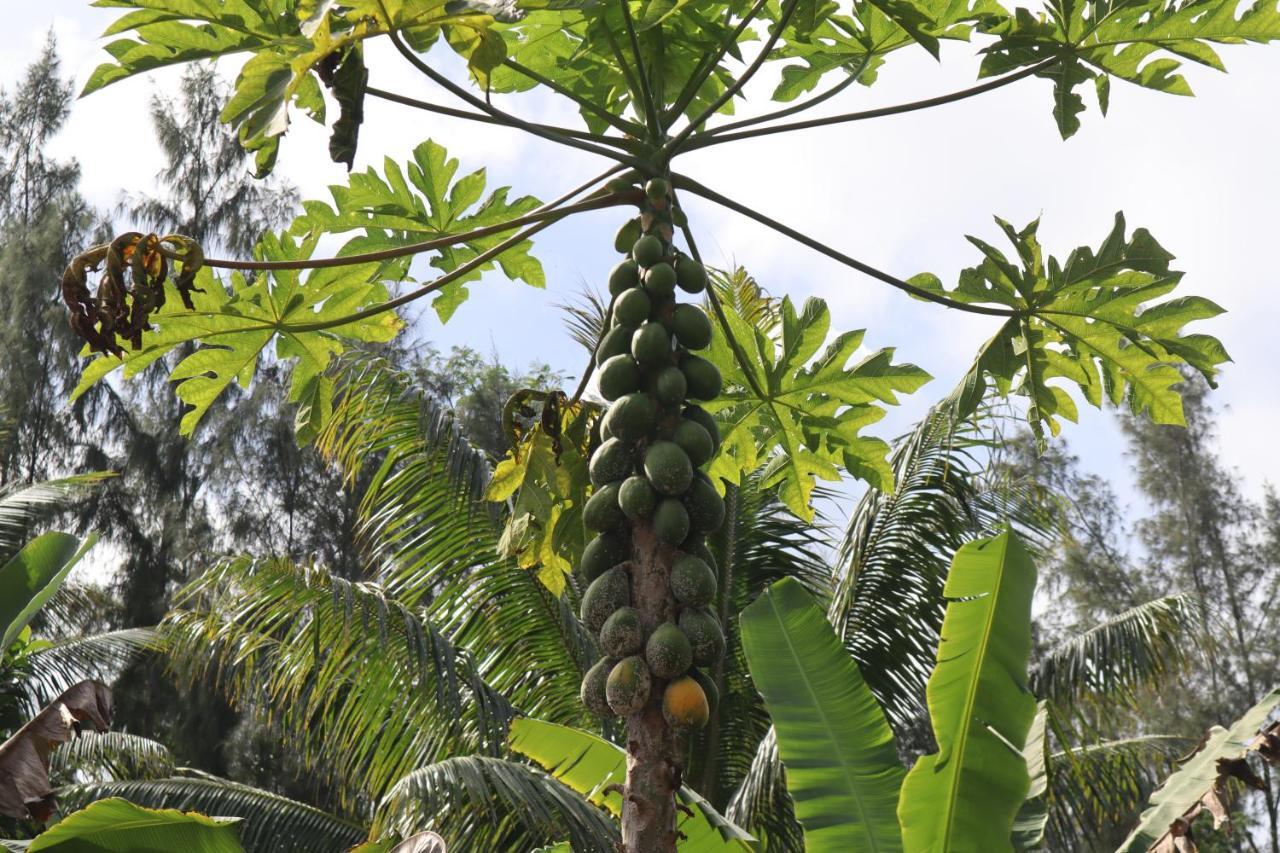 Pahoa Paradise Eco Village المظهر الخارجي الصورة